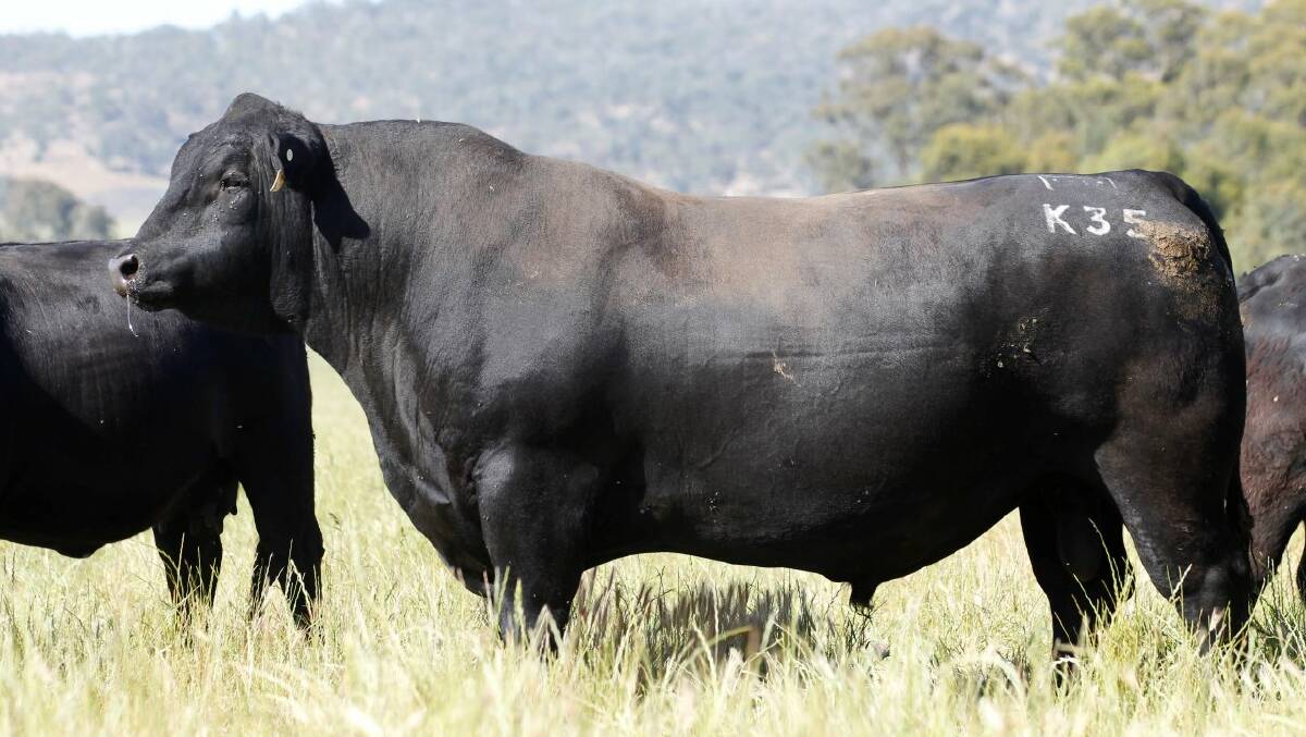 Millah Murrah Kingdom K35 out with cows following his record Angus sale. 