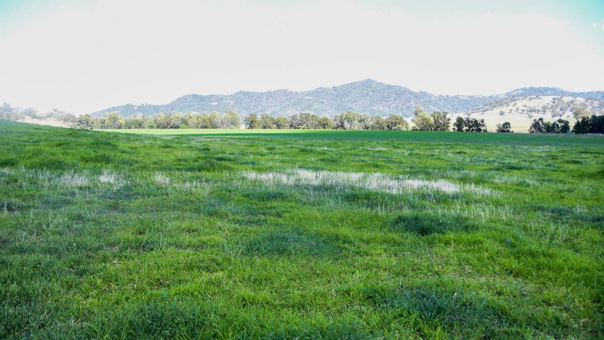 An irrigated paddock of tropical pastures at Dunmore. 