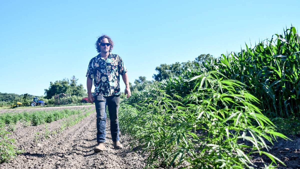 Aaron Peterson of Minnesota with some of his hemp crop in July this year. 