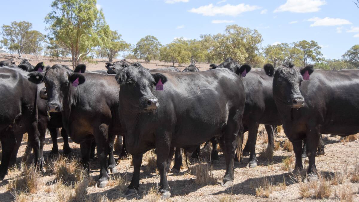 The herd was traditionally of higher Brangus content types so the pair moved to incorporate Angus genetics and breed more moderate females. 