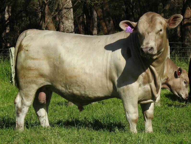 A rising two-year-old bull who was bred in the purple by the Buller family of Monterey stud, Karridale, WA, sold for the top money to Ayr Park Murray Greys, Woodstock. Photo: AuctionsPlus