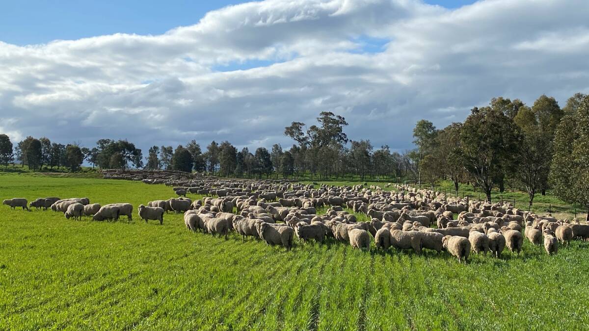 Recently a mob of Merino ewes were spelled after weaning on wheat crop, a well earned reward for their performance in drought.