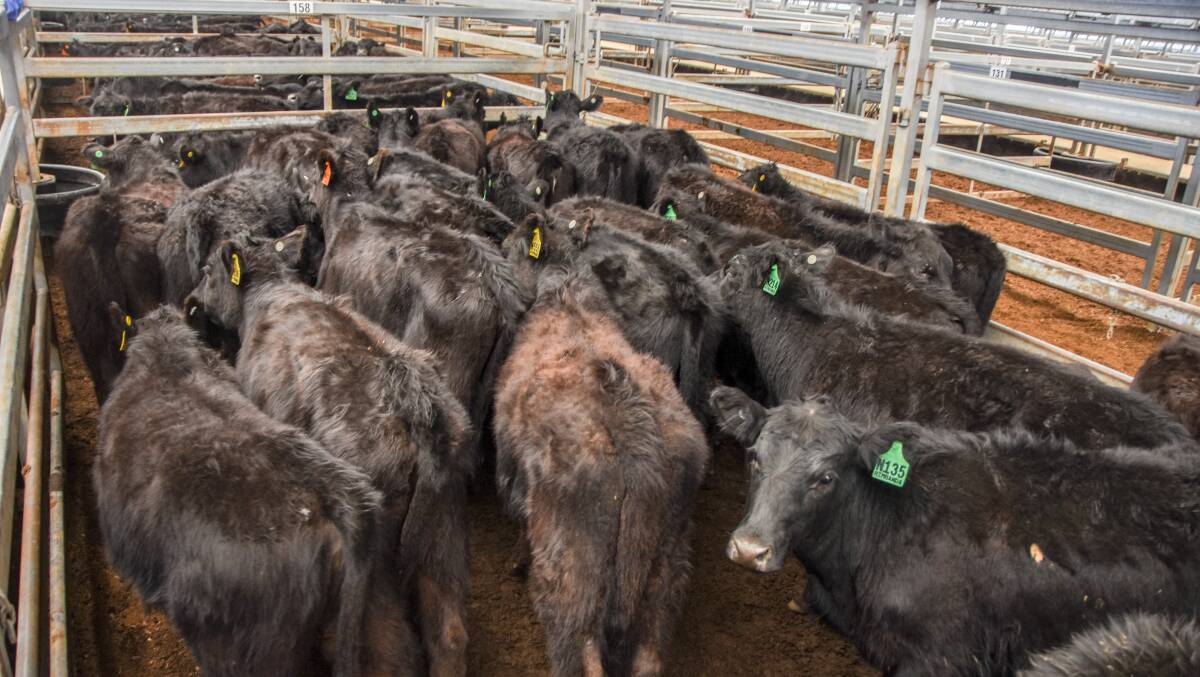 Heifers, PTIC females and cow and calf units were on offer. 