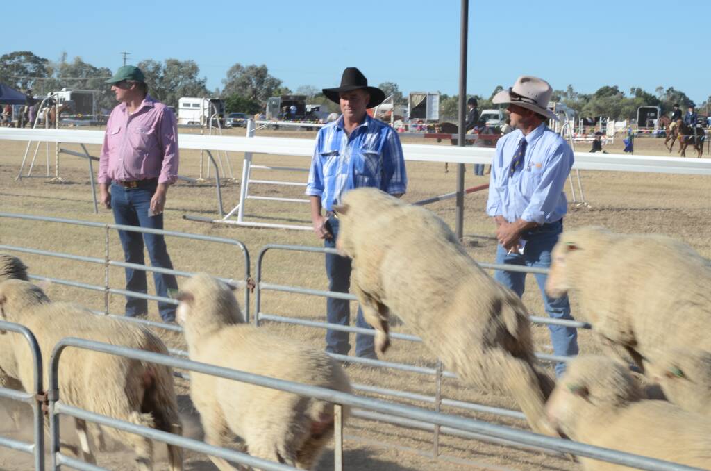 Flashback to an open sheep counting competition at Bourke in 2012 were Mal Anderson of Bourke, Peter Armstrong of Bourke and Jason Hartin of Narromine. Photo: Mark Griggs 