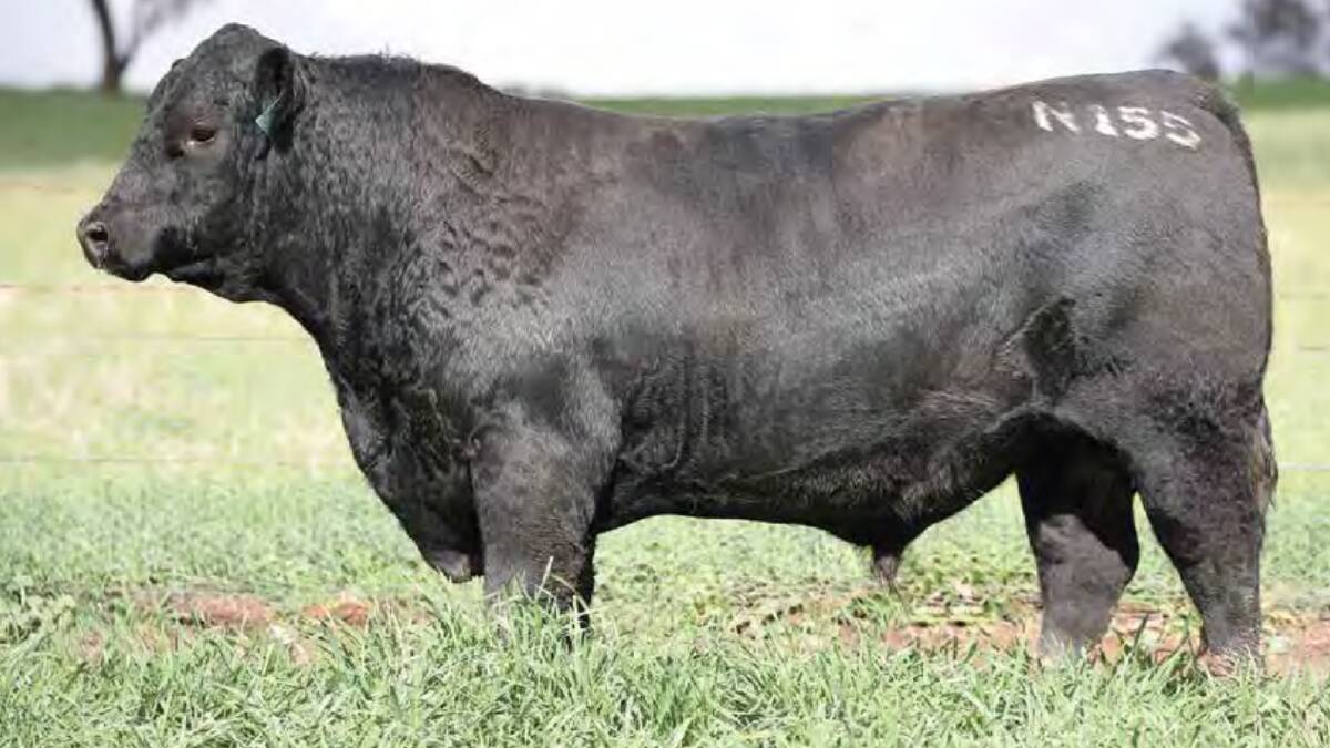 The $62,500 bull, Milwillah Nardoo N155.