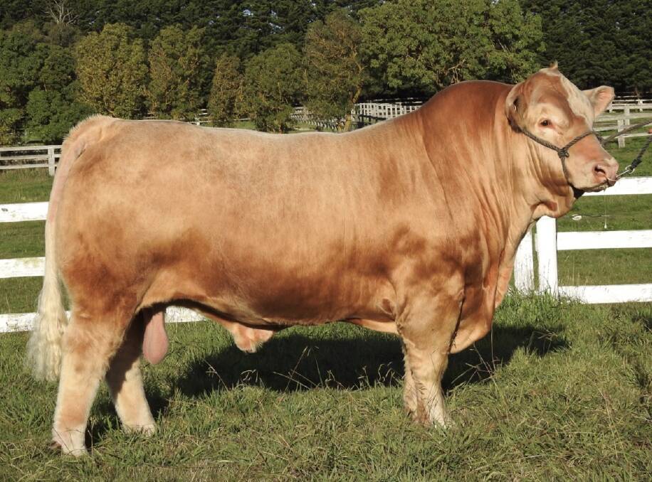 Waterford Neon Lights N35E was the most popular animal in the viewer's choice competition of the Beef Battle. 
