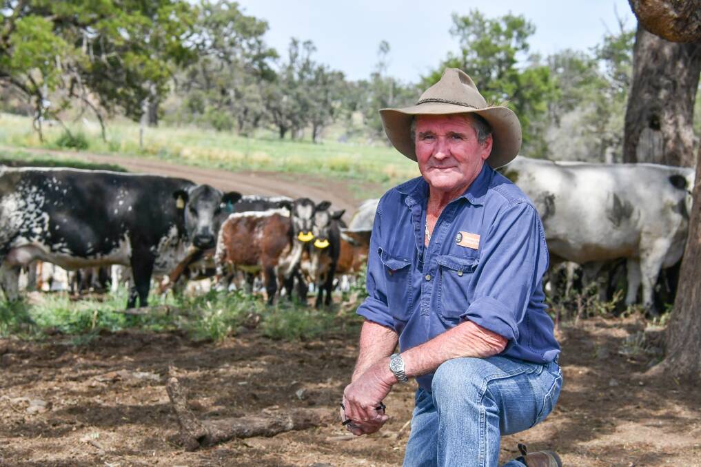 Dennis Power of Minnamurra Pastoral Company at Coolah with cows and calves currently being weaned. 
