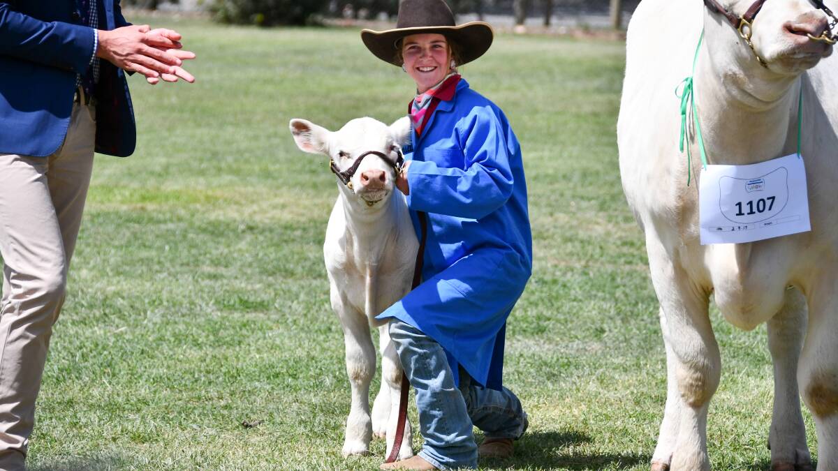 Cutie Pie 17 proves too sweet in Charolais ring