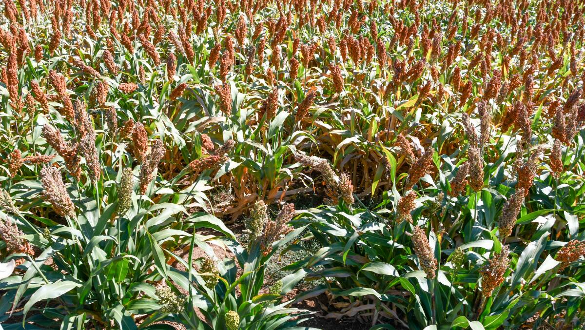 Sorghum crops across Northern NSW have been some of the worst hit economically by the ongoing mice plague. Photo: Billy Jupp 