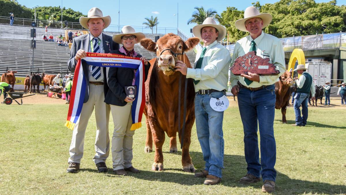 Grand champion Limousin bull Warrigal Next G is held by owner Paul Relf, Warrigal Limousins, Wingham, and pictured with judge Graeme Wicks, Elders representative Lisa Hedges, and Queensland Limousin Breeders President Peter Grant. 