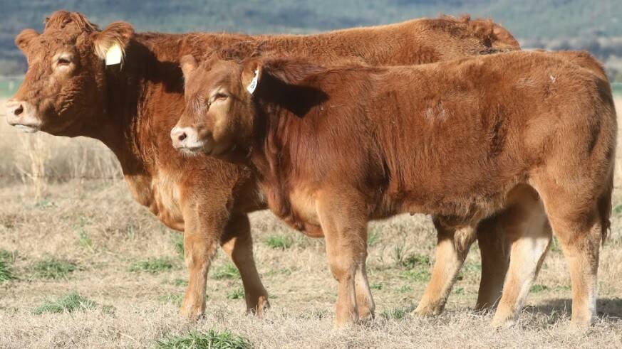 A price of $8000 was paid for the apricot cow King Creek Lindy L357 and her polled bull calf by Mandayen King K6 called Quarry Q60. Photo: King Creek Limousins 