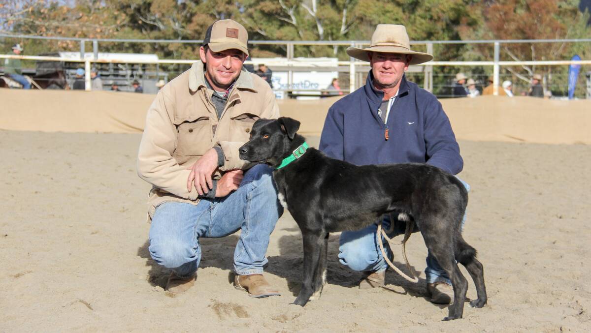 The $7000 top price dog, Riv, offered by Chris Edmunds, Bathurst, and purchased by Steve Reibel, Merriwa. 