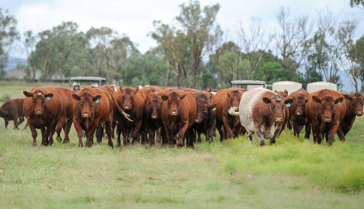 An extra 7257 cattle were registered in 2020 compared to 2019 according to ARCBA. Photo: Lucy Kinbacher