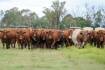 Registered cattle numbers take surprising rise