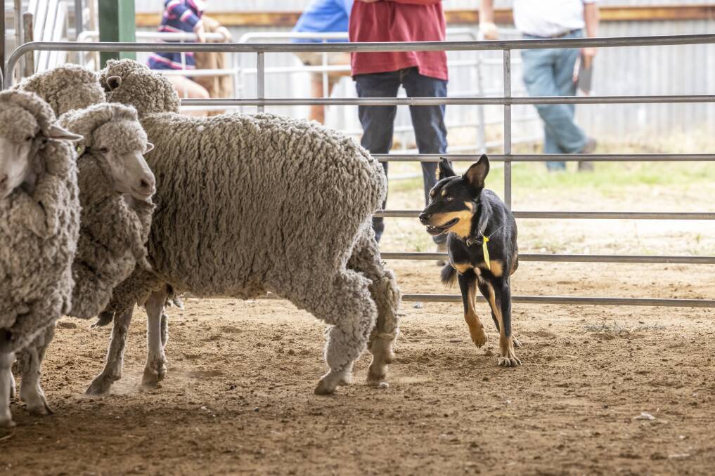 The second top priced dog, Paddy. Photos: Bels Rural Photography, Jerilderie NSW.