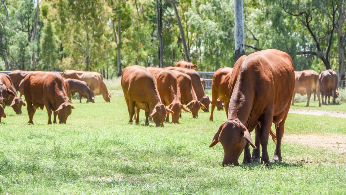 Do we need a Q Fever vaccine for livestock? 