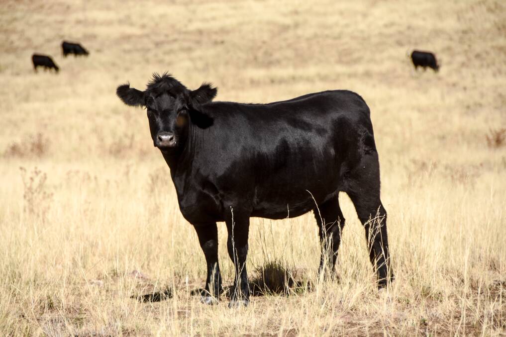 Colly Creek currently runs about 600 Angus breeders