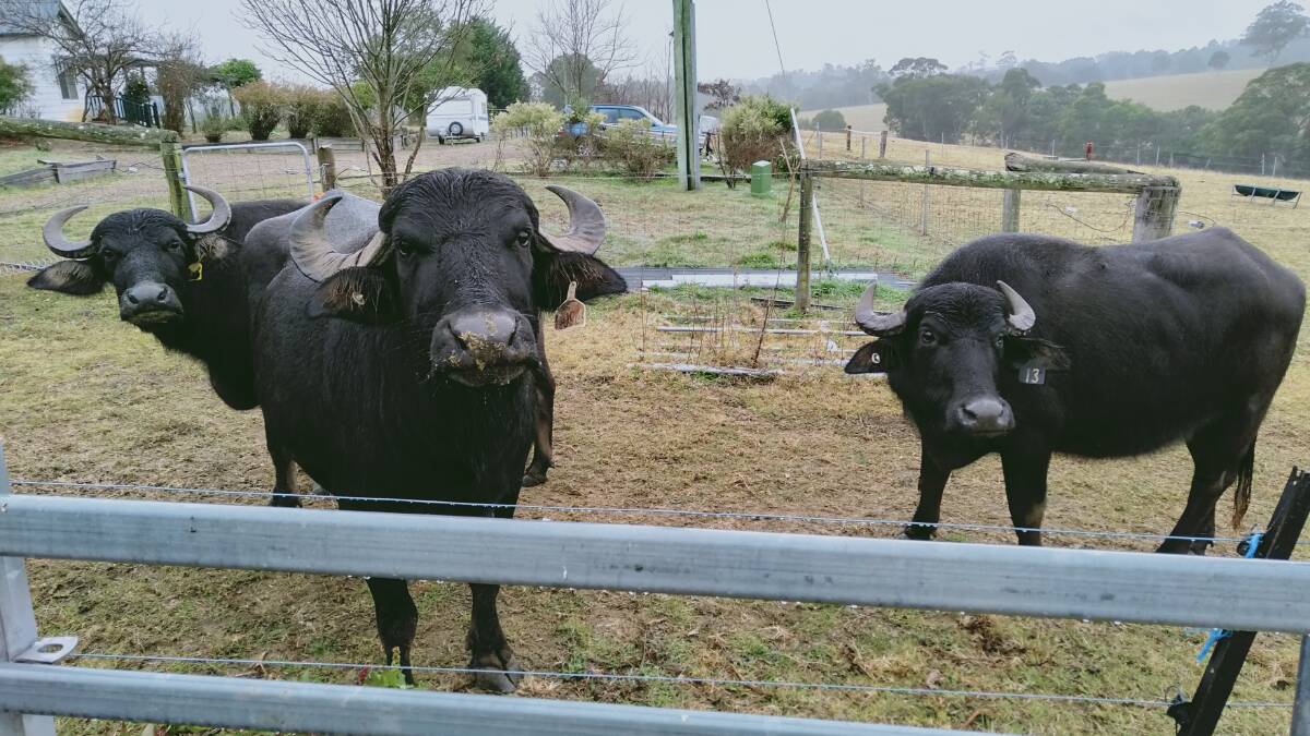 David and Sally Shannon say health problems and a lack of skilled helpers has forced them to advertise their herd of water buffalo for sale. Photos: Supplied