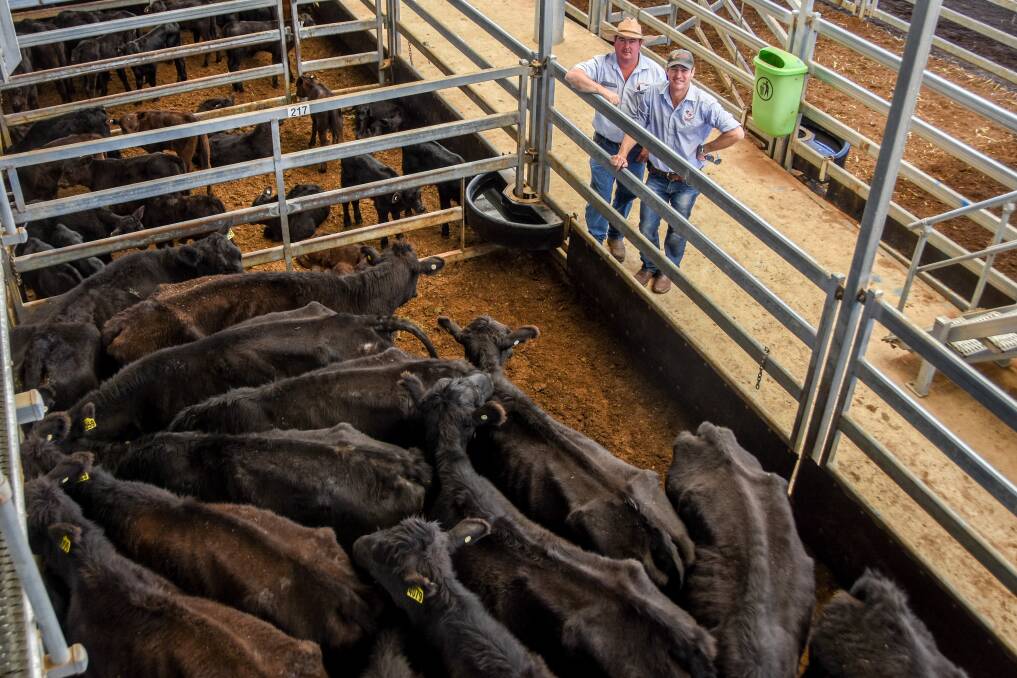Stockyard International, Bellfields, Gowrie, sold third-calver Angus cows with Ultra Black calves for $1430. 