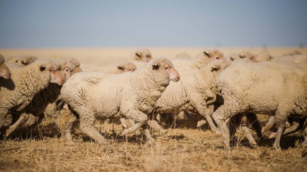 Hundreds of sheep have died from anthrax poisoning in the Central West. File picture: Kelly Butterworth