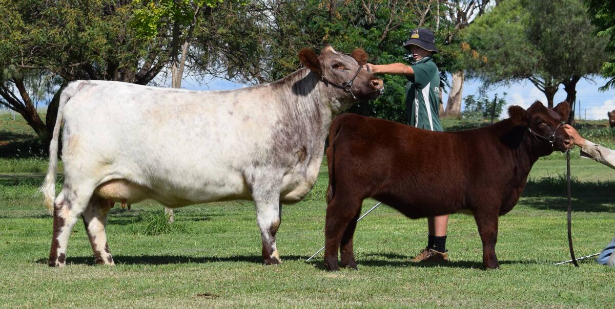 Nagol Park YZ Romance N148 was the interbreed female winner and supreme exhibit of The Land's 2020 Beef Battle. 