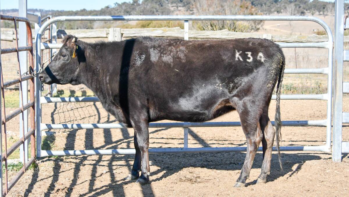 The $200,000 cow, Trent Bridge K0034, before heading to her new home. 