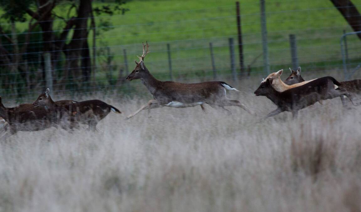 Under the Game and Feral Animal Control Act, wild deer are classed as a 'game animal' restricting the abilities to manage them. File photo. 