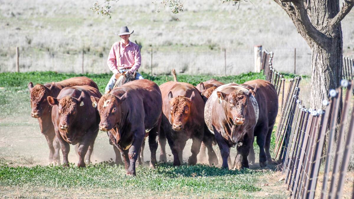 Bull sales in the last month have seen higher averages and clearances than 2019. Photo: Lucy Kinbacher