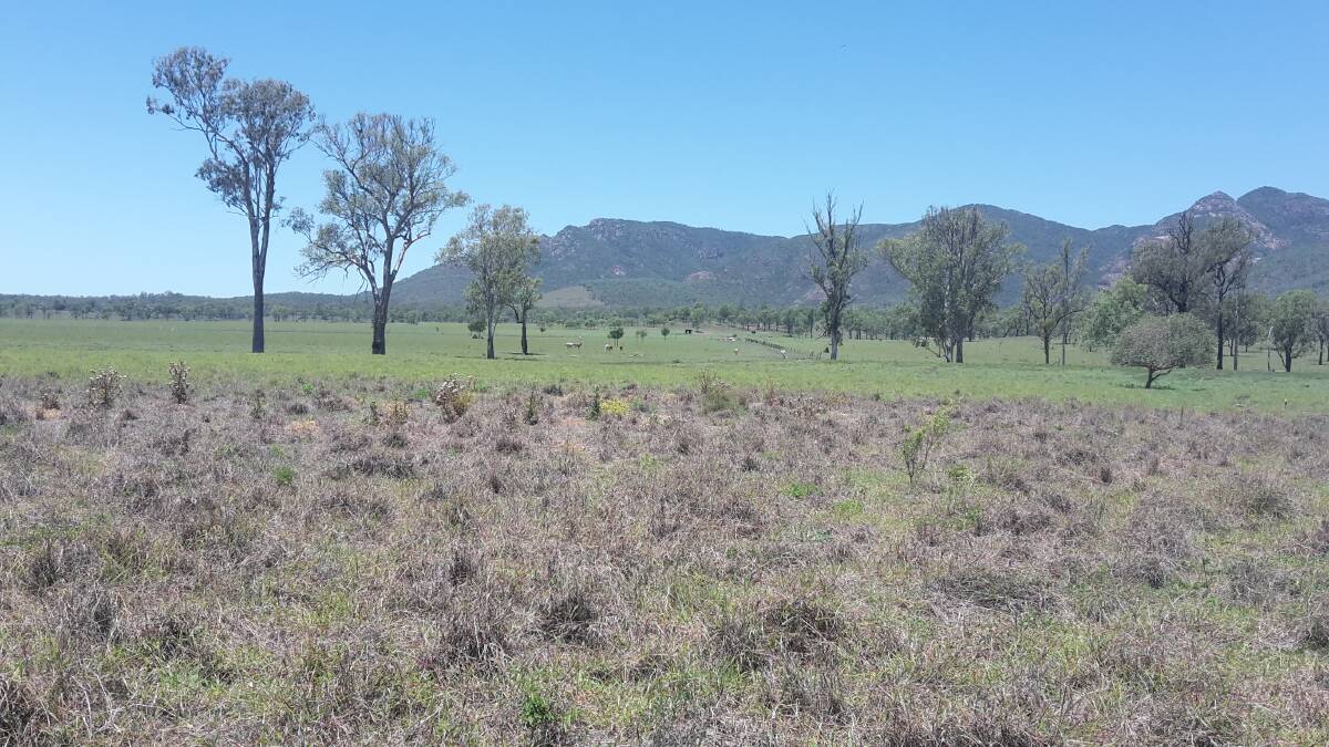 An area of pasture dieback in Queensland where the mysterious problem has impacted more than 200,000 hectares.