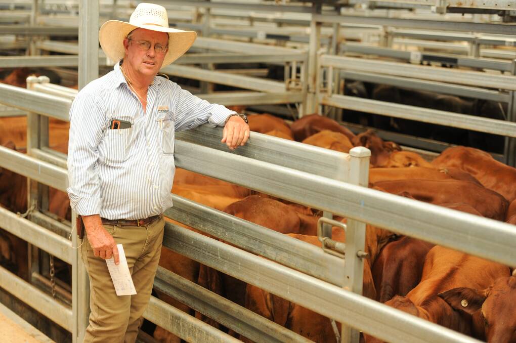 Phillip Hetherington of Garvin and Cousens with a pen of heifers from NSW's Westside Pastoral that made $1500 to Killara Feedlot. That vendor sold 234 steers and heifers in total. 