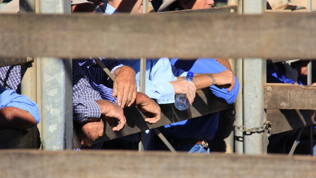Processors have been absent from buying at recent prime cattle sales in northern NSW. File photo. 