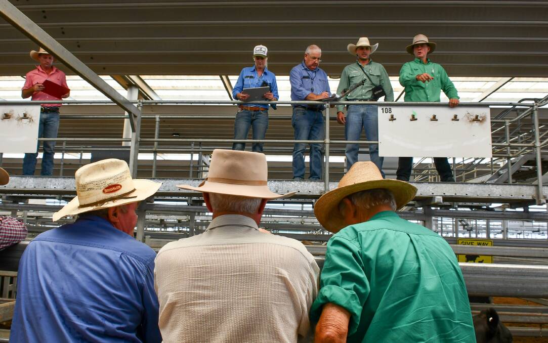 Buyers wasted no time in securing cattle after recent scattered rainfall. 