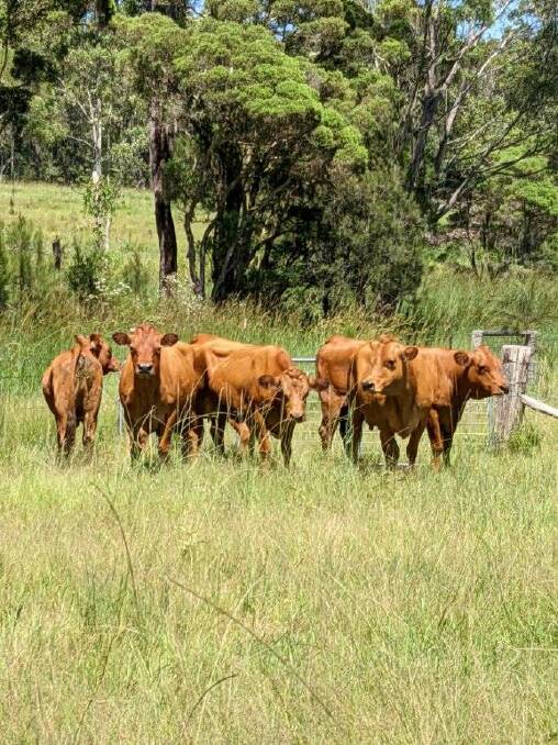 The mob of Tarentaise cattle were transported from Bingara to their new home with Chatham High School. Photo: Supplied
