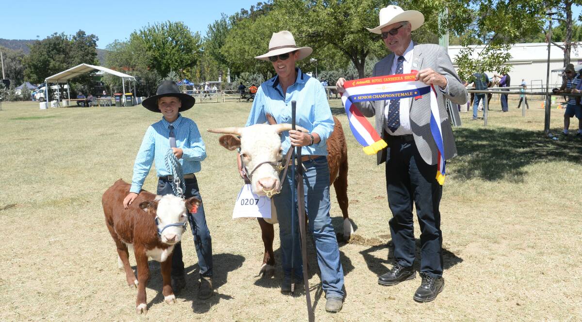 The senior champion Miniature Hereford was Palisade Donna exhibited by Sue Parish. Picture: Rachael Webb