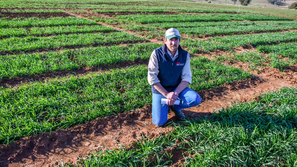 Callen Thompson in front of the Planet barley at the trial site at Purlewaugh. 