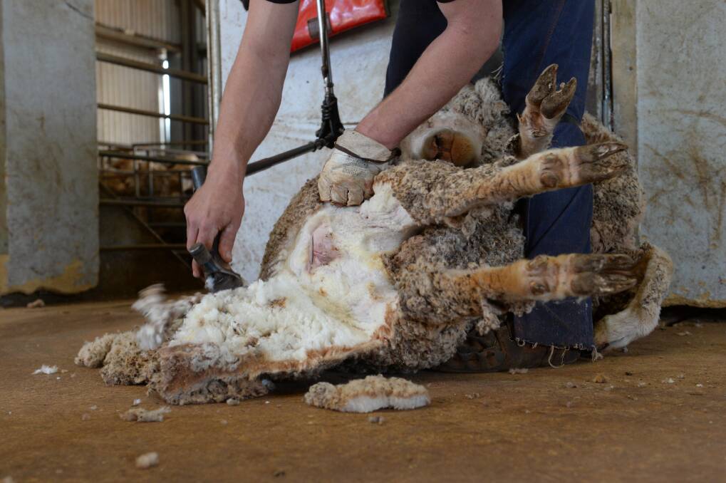 The bill could bring an end to sheep mulesing by January 1 2023 and require pain relief to be administered to stock animals during castration, dehorning and tail docking from January 1 next year. 