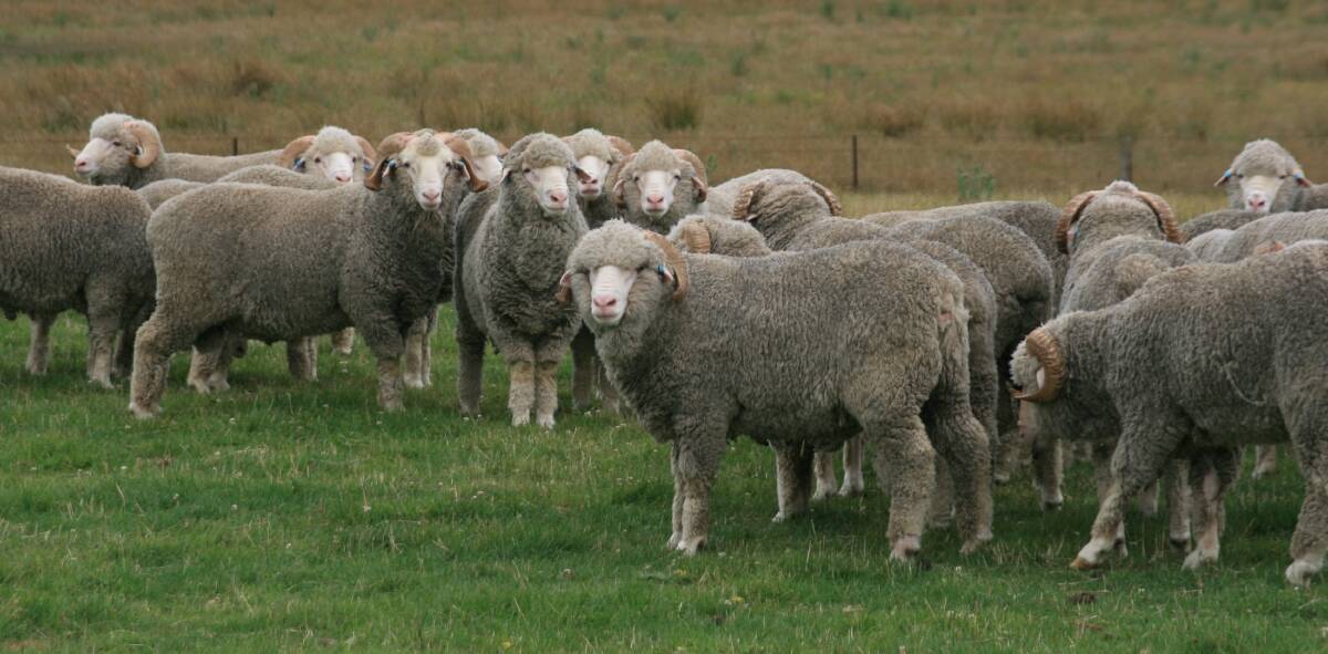 Karorai Merino rams sold to a very solid average at Walcha recently. Photo: Supplied