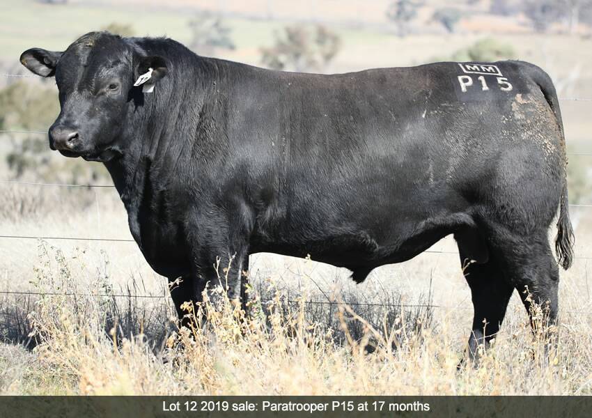 Millah Murrah Paratrooper P15 was the highest priced bull sold in NSW in 2019. Photo: Millah Murrah
