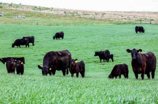 Premier cattle attract stud demand