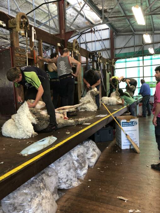 The second shearing held in 2020. Photo: Glen Innes Agricultural Research and Advisory Station