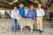 Airlie near doubles sale average at Walcha