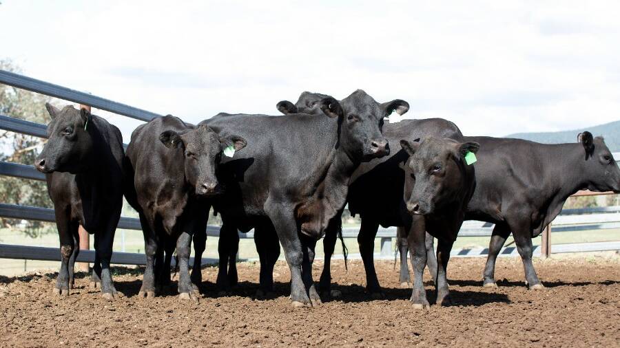 Some of the PTIC cows that were sold during the Hazeldean Senegus Dispersal sale online last Wednesday. Picture: AuctionsPlus