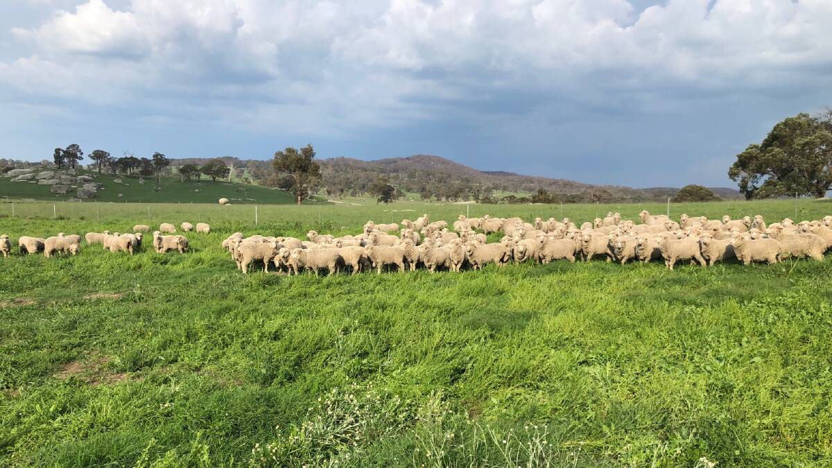 Ewe hoggets coming in for shearing.