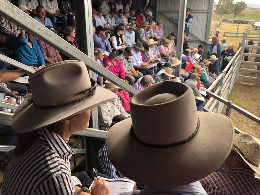 Agents say pre-sale inspections will be an important factor in stud stock reaching high prices during online auctions. Photo: Sam Townsend 