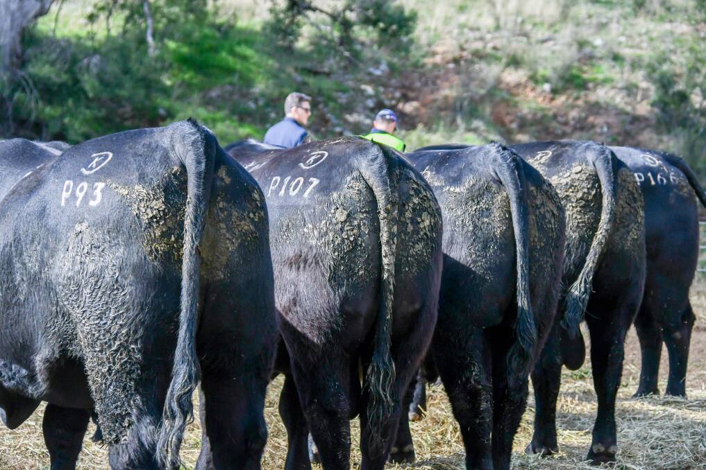 The Angus bulls achieved a very strong average. 