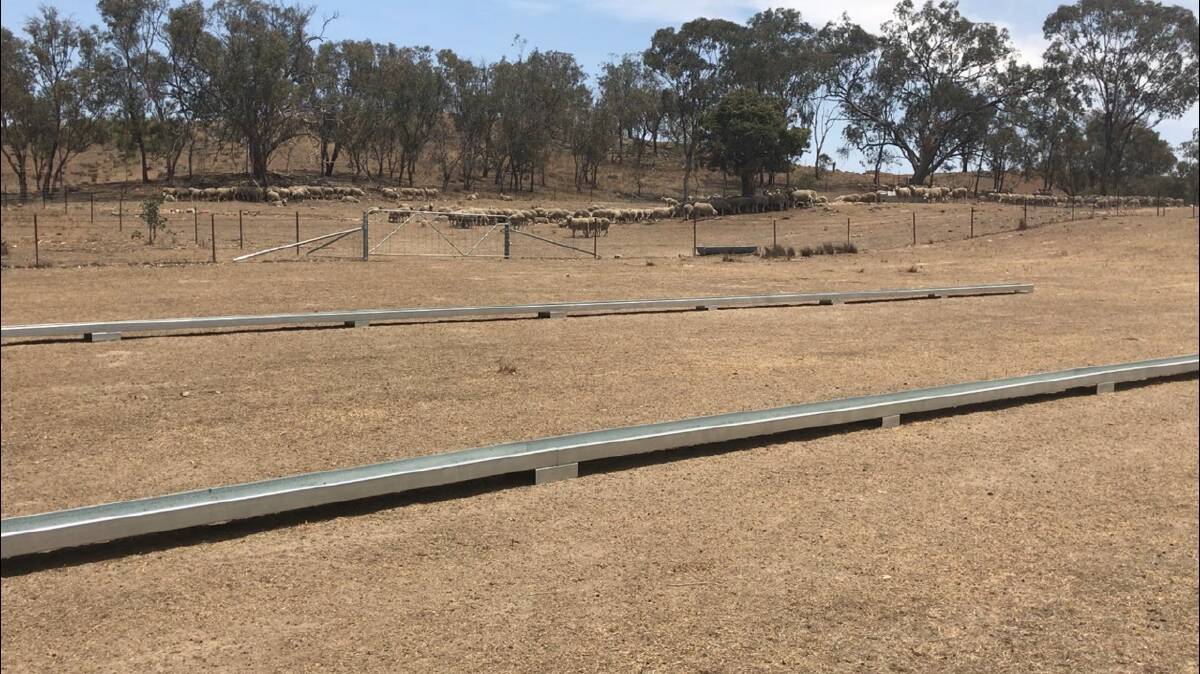 The sheep are let into a larger paddock with feed troughs. 
