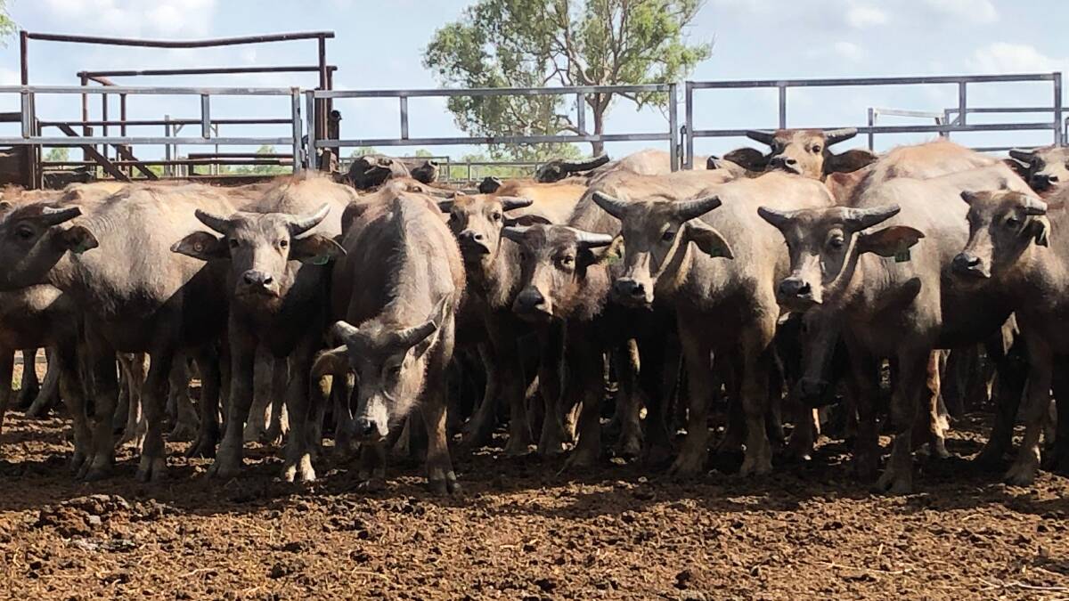 Water buffalo will replace cattle during pre-work and potentially sale demonstrations at next year's Landmark Classic in Tamworth. Photo: Supplied