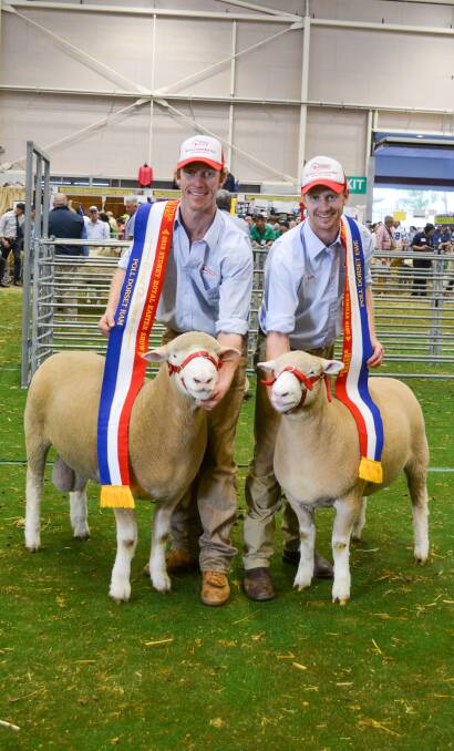 James and Ross Gilmore of Tattykeel Poll Dorsets, Oberon, hold the grand champion ram, Tattykeel 180068, and ewe, Tattykeel 180016, from the Poll Dorset feature show.