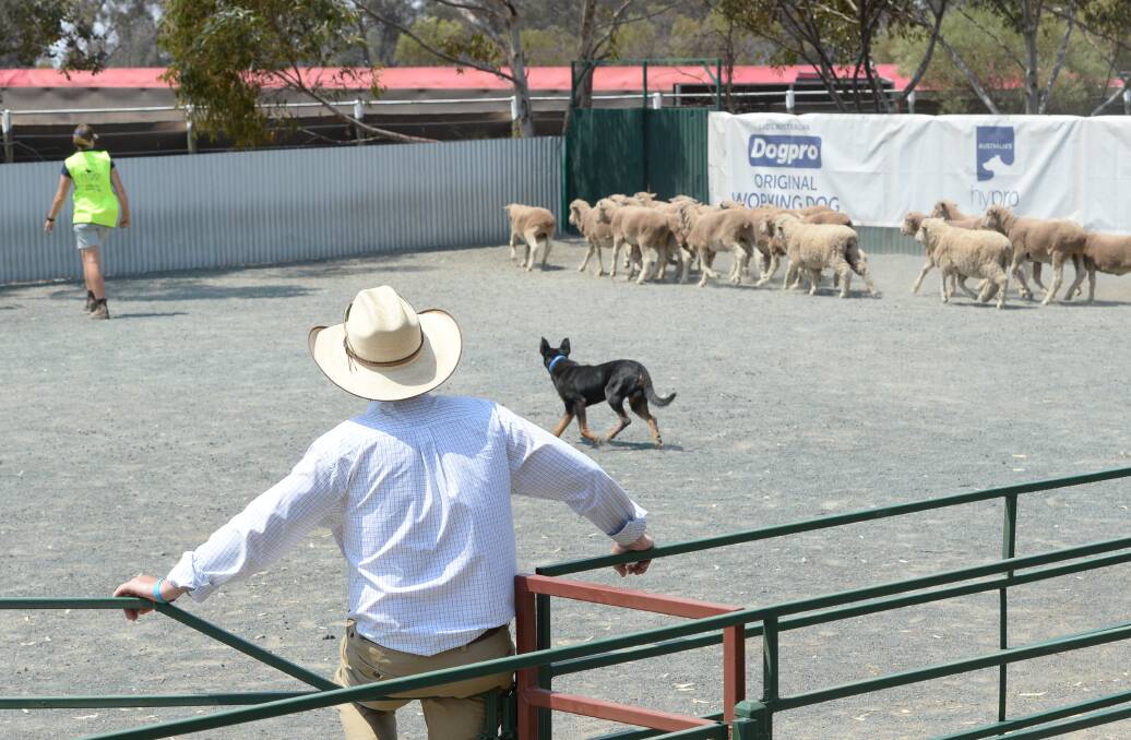 The NSW Yard Dog Association will run a charity auction in response to bushfires and drought. Photo: Rachael Webb