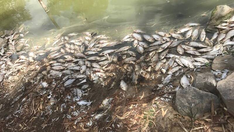 Up to a million fish are dead in the Darling River at Menindee and more are likely to perish in coming days as temperatures rise.